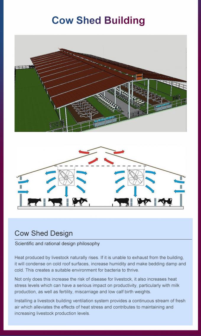 Commercial Modular Steel Structure Cow Shed 1