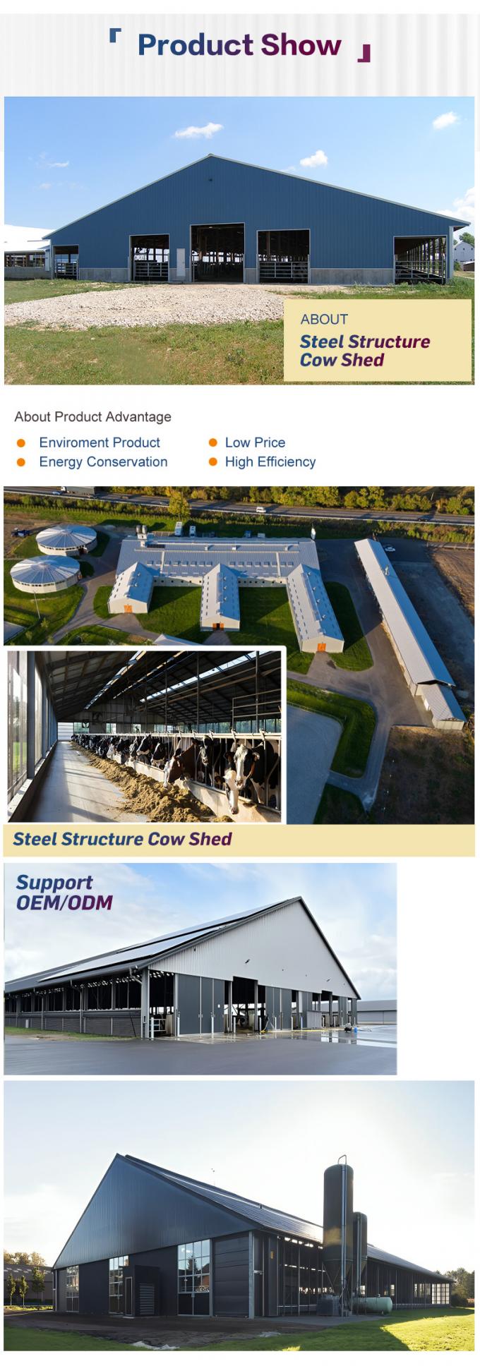 Eco Ventilated Steel Structure Cow Shed Prefab 4
